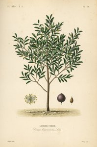 Wawrzyn czereśniowy lub drzewo laurowe angielskie, Prunus laurocerasus, Cerasus laurocerasus, Laurier-cerise autorstwa Unbekannt