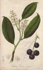 Wiśniowy wawrzyn lub migdałowiec laurowy lub wawrzyn pame lub wawrzyn trebizonde (Prunus Lauro-cerasus) - rysunek Williama Clarke