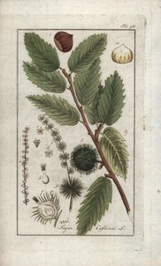 Kasztan jadalny (Castanea sativa). Litografia z "Afbeelding der Artseny-Gewassen" autorstwa Johannesa Zorna (1739-1799), Holandia autorstwa Unbekannter Künstler