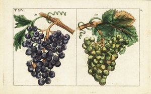 Winogrona Chiavenna, winogrona Pinot noir, Vitis vinifera. autorstwa Unbekannter Künstler
