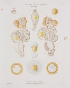 Jajo kurze w jajowodzie, ok. 1847-1859 autorstwa Unbekannt