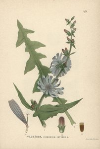 Cykoria, Cichorium intybus autorstwa Unbekannter Künstler