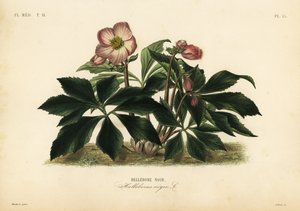 Świąteczna róża lub ciemiernik czarny, Helleborus niger, Hellebore noir autorstwa Unbekannt