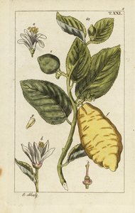 Cytryna ukazująca owoce, liście i kwiaty, Citrus medica. autorstwa Unbekannter Künstler