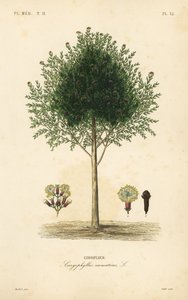 Goździkowiec, Syzygium aromatyczny, Caryophyllus aromatyczny, Giroflier autorstwa Unbekannt
