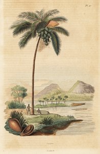 Drzewo kokosowe, Cocos nucifera autorstwa Unbekannt
