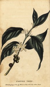 Kawowiec, kawa arabica. 1800 (grawerowanie) autorstwa Unbekannter Künstler