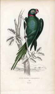 Papużka falista, Psittacula krameri. Psittacus torquatus. Litografia Josepha Kidda, na podstawie rysunku Johna Audubona, w Miscellany of Natural History: Parrots, Sir Thomas DiK Lauder and Captain Thomas Brown, opublikowanym w Edynburgu w Szkocji w 1833 ro autorstwa Unbekannter Künstler