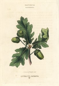 Brytyjski dąb szypułkowy Quercus robur. Ręcznie kolorowany miedzioryt według ilustracji Richarda Duppy z jego The Clours and Orders of the Linnaean System of Botany, Longman, Hurst, London. autorstwa Unbekannter Künstler