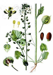 Szorstkowiec zwyczajny, Cochlearia officinalis autorstwa Unbekannter Künstler