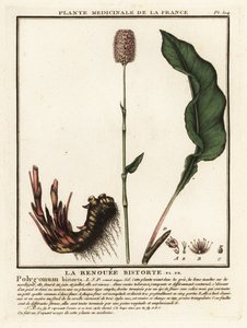 Bistorta pospolita, Persicaria bistorta. autorstwa Unbekannter Künstler