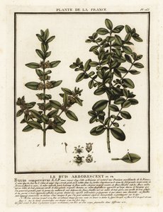 Pudełko zwyczajne, Buxus sempervirens. autorstwa Unbekannter Künstler