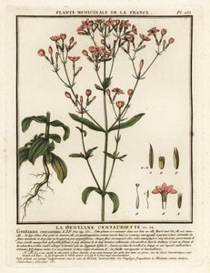 Wspólny wiek. Centaurium erythraea. autorstwa Unbekannter Künstler