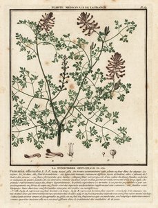 Fumitory pospolite, Fumaria officinalis. autorstwa Unbekannter Künstler