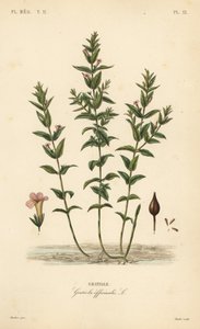 Jeż pospolity lub zioło łaski, Gratiola officinalis, Gratiole autorstwa Unbekannt