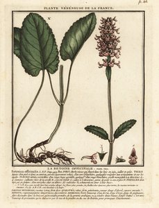 Jeżop pospolity, Stachys officinalis. autorstwa Unbekannter Künstler