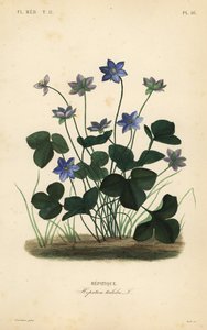 Często przylaszczka lub wątrobowiec, Anemone hepatica, Hepatica triloba, Hepatique autorstwa Unbekannt