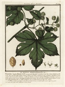 Chmiel zwyczajny, Humulus lupulus. autorstwa Unbekannter Künstler