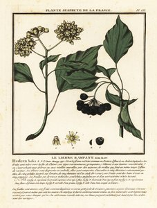 Bluszcz pospolity, Hedera helix autorstwa Unbekannter Künstler
