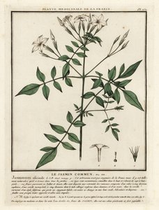 Jaśmin zwyczajny, Jasminum officinale. autorstwa Unbekannter Künstler