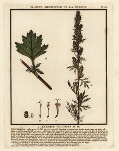 Bylica pospolita, Artemisia vulgaris. autorstwa Unbekannter Künstler