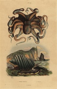 Ośmiornica zwyczajna, Octopus vulgaris 1 i ślimak morski, Dicathais orbita 2 autorstwa Unbekannt
