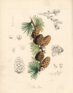 Modrzew europejski - Larix decidua (Larix europaea), liść, gałąź i szyszka. Ręcznie kolorowana cynkografia autorstwa C. Chabot narysowana przez pannę M. A. Burnett z jej "Plantae Utiliores: or Illustrations of Useful Plants", Whittaker, Londyn. autorstwa Unbekannter Künstler