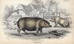 Wieprzowina domowa (Sus domestica) w chlewie. Miedzioryt autorstwa Williama Lizarsa, na podstawie rysunku Jamesa Stewarta, opublikowany w Naturalist Library: Mammals, pachyderms and quadrupedes with fine skin, pod redakcją W. H. Lizarsa, w Edynburgu, Szkoc autorstwa Unbekannter Künstler