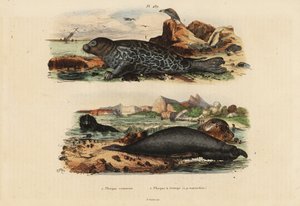 Foka zwyczajna, Phoca calf 1 i słoń północny, Mirounga angustirostris 2 autorstwa Unbekannt