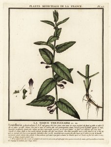 Jarmułka pospolita, Scutellaria galericulata. autorstwa Unbekannter Künstler