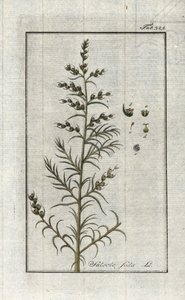 Soda zwyczajna (Salsola soda). Litografia z "Afbeelding der Artseny-Gewassen" Johannesa Zorna (1739-1799), Holandia autorstwa Unbekannter Künstler
