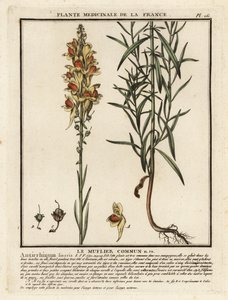 Ropucha zwyczajna, Linaria vulgaris. autorstwa Unbekannter Künstler