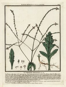 Werbena zwyczajna, Verbena officinalis. autorstwa Unbekannter Künstler