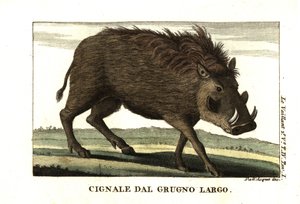 Waran zwyczajny, Phacochoerus africanus. Od Francois Le Vaillant (Levaillant autorstwa Unbekannter Künstler
