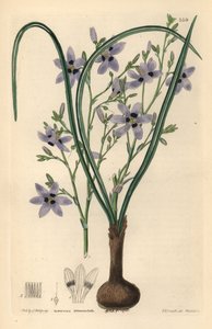 Conanthere - Conanthera trimaculata (Cummingia trójpręcikowa, Cummingia trimaculata). Ręcznie kolorowany miedzioryt Weddella według Edwina Daltona Smitha z "Ornamental Flower Garden and Shrubbery" Johna Lindleya i Roberta Sweeta, G. Willis, Londyn. autorstwa Unbekannter Künstler
