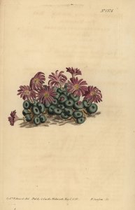 Roztocze Conophytum (Nagietek figowy, Mesembryanthemum minutum) autorstwa Unbekannt