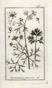 Kolendra (Coriandrum sativum). Litografia z "Afbeelding der Artseny-Gewassen" Johannesa Zorna (1739-1799), Holandia autorstwa Unbekannter Künstler