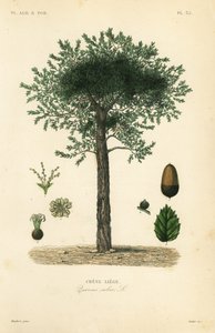 Dąb korkowy, Quercus suber, chene liege autorstwa Unbekannt