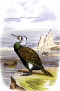 Kormoran, ok. 1850 r. (litografia) autorstwa Unbekannter Künstler