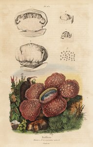 Lilia trupowa lub rafflesia, Rafflesia arnoldii autorstwa Unbekannt