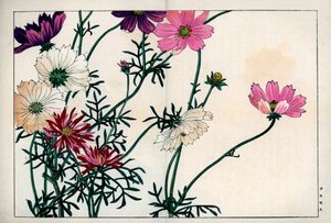 Gatunki kosmosu o różnych kolorach od białego do różowego. Cosmos, Cosmos bipinnatus. Ręcznie kolorowany drzeworyt z "Seiyou Sokazufu" Konana Tanigamiego (Pictorial Album of Western Plants and Flowers: Autumn Winter), Unsodo, Kioto. autorstwa Unbekannter Künstler