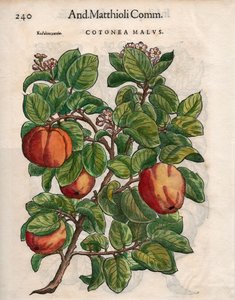 Malwy Cotonea. z „Komentarzy” Pietro Andrei Mattioli (kolorowy drzeworyt) autorstwa Unbekannt