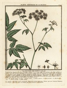 Cowbane, Hemlock virosa. autorstwa Unbekannter Künstler