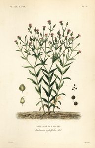 Cowherb, Vaccaria hispanica, Vaccaria sessilifolia, Saponaire des Vaches autorstwa Unbekannt