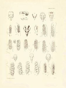 Żurawie i zęby różnych gatunków gryzoni opisane przez Karola Darwina podczas jego podróży badawczej na pokładzie statku Beagle. Plansza z "Zoologii podróży H.M.S. Beagle pod dowództwem kapitana Fitzroya w latach 1832-1836, wydanej i uzupełnionej przez Karo autorstwa Unbekannter Künstler