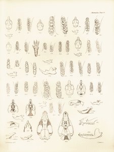 Żurawie i zęby różnych gatunków gryzoni opisane przez Karola Darwina podczas jego podróży badawczej na pokładzie statku Beagle. Plansza z "Zoologii podróży H.M.S. Beagle pod dowództwem kapitana Fitzroya w latach 1832-1836, wydanej i uzupełnionej przez Karo autorstwa Unbekannter Künstler