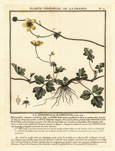 Jaskier pełzający, Ranunculus repens. autorstwa Unbekannter Künstler