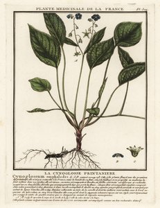 Pełzający navelwort, Omphalodes verna. autorstwa Unbekannter Künstler