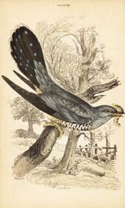 Kukułka, Cuculus canorus, z gąsienicą w dziobie. 1889 (grawerowanie) autorstwa Unbekannter Künstler