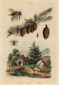 Pszczoła kukułka, Melecta albifrons 1, modrzew europejski, Larix decidua 2 i pszczoła miodna Stingless Melipona, Melipona favosa autorstwa Unbekannt